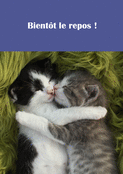 Joli c&acirc;lin entre deux adorables chatons